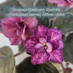 Buckeye Cranberry Sparkler African Violet - Purple Variegated Bloom